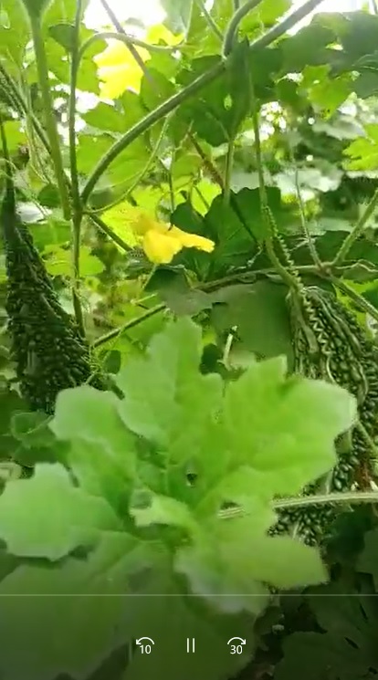 Bitterguard FB Video 1 dt 28 4 22