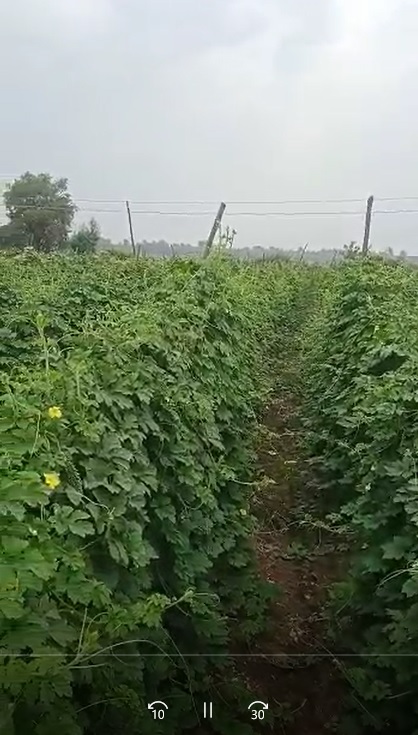 Bitterguard FB Video 2 dt 28 4 22