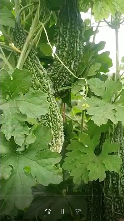 Bitterguard FB Video 3 dt 28 4 22