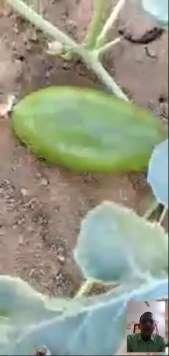 Melon FB Video from Gujarat 15 4 22