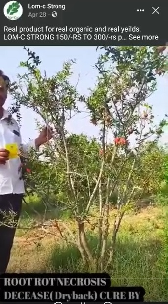 Root rot Necrosis cured in Pomogranate Kannada Video Apl22