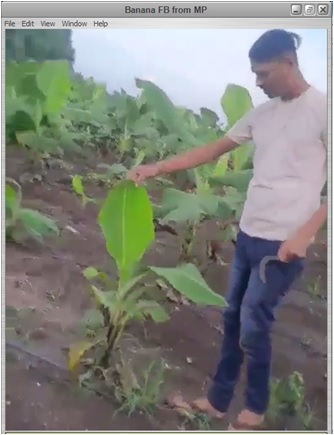Banana Farmer Feedback from MP