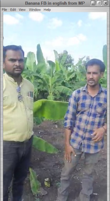 Banana Feedback in English from MP Farmer