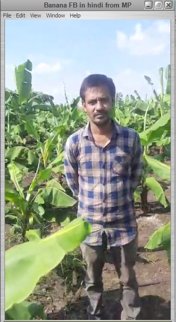 Banana Feedback in Hindi from MP