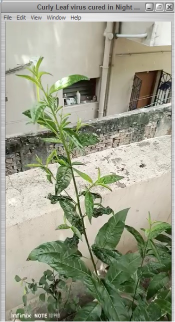 Curly Leaf virus cured in Night Queen