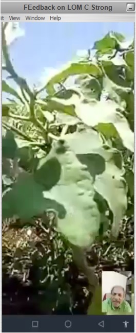 Feedback on LOM-C Strong from Brinjal Farmer