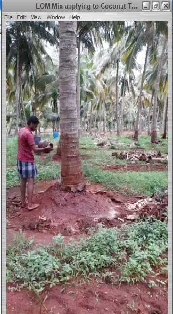 LOM mix applying to Coconut Trees - Tamil