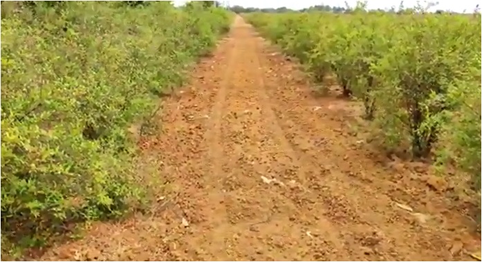 Madurai Lawyer Feedback on Pomagranate