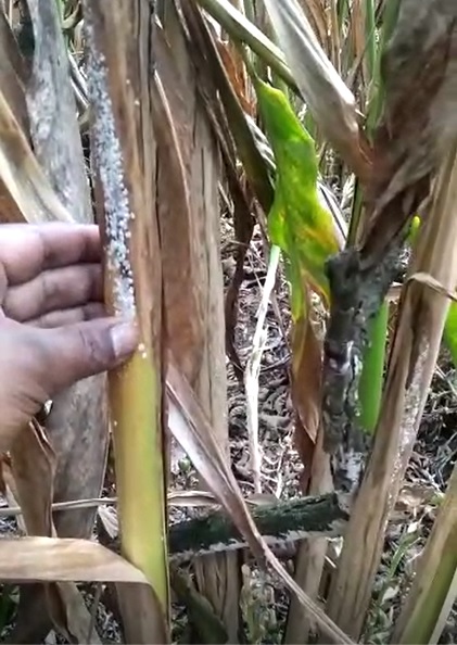 Cardomom Meelibug cured Tamil FB image 8 3 22