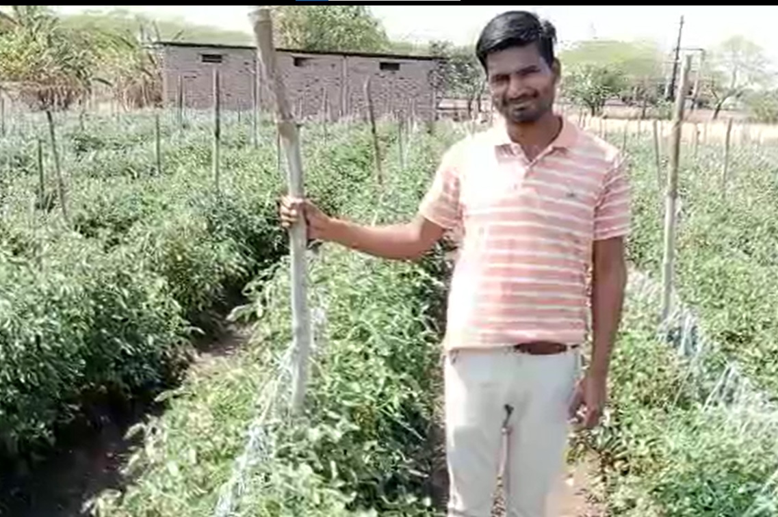 Tomato virus cured  FB Video from MP 16 3 22