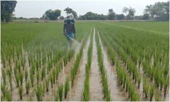 Paddy Spraying Video