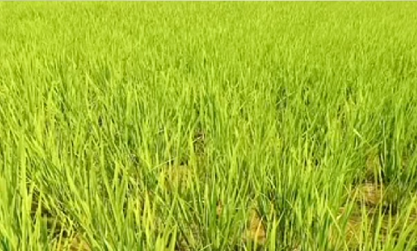 Paddy growth video