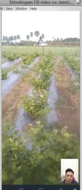 Feedback on Jasmin Video in Tamil