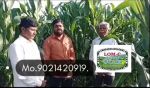 LOM C Strong Marathi FB Video Corn 10423