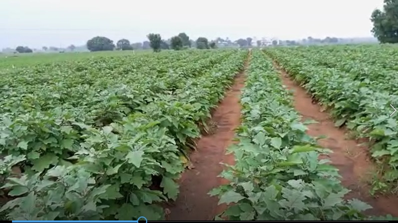 Brinjal Very Good in 2 Sprays FB Video 6822