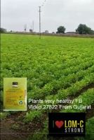 Plants very healthy FB Video 27822 From Gujarat