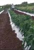 LOM Watermix spraying Mirchi Excellent FB Video 10823