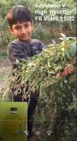 Soyabeen V High Yield Gj FB Video 11222