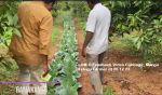 LOM C Feedback Video Cabbage, Mango Telugu Farmer dt 26 12 23