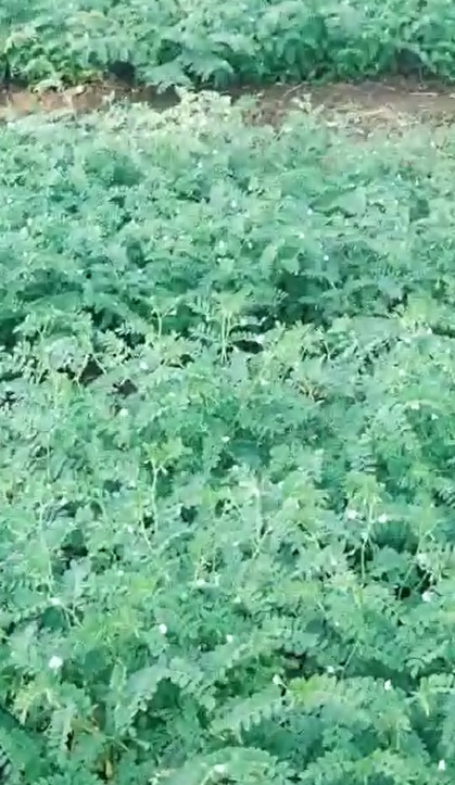 ChickPeas very Healthy FB Video 12 2 22