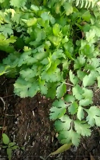 Coriander FB Video 6 2 22