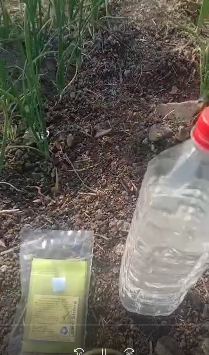 Onion LOM C Spraying & FB Vdieo 10 2 22