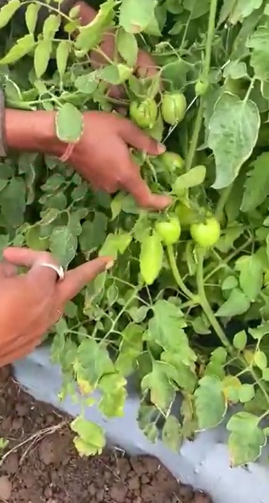 Tomato cured & healthy FB Video 7 2 22