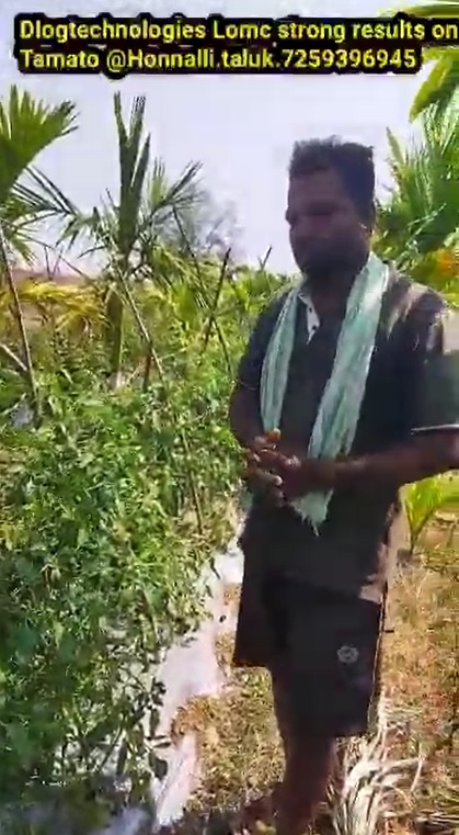 Tomato leaf folding virus cured FB Video 18 2 22