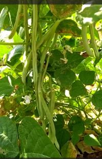 Beans Excellent Results Kannada FB Video 15022023