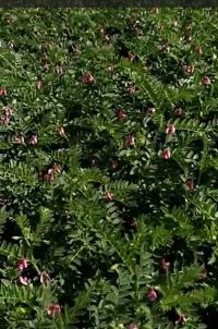 Bumper Yield Hindi RJ FB Video 16022023