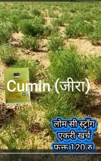 Cumin Virus Fungus cured Hindi FB 01022023