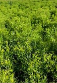 Excellent Healthy Growth FB Video 16022023