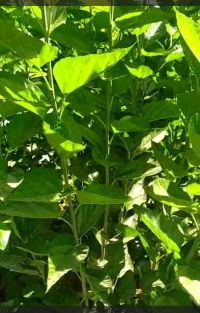 Mulberry Excellent results Kannada FB Video 15022023