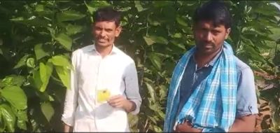 Mulberry Very High Grwoth Kannada FB Video 25022023