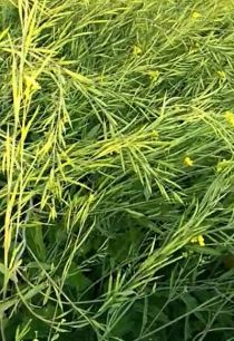 Mustard High Yield FB Video 28022023