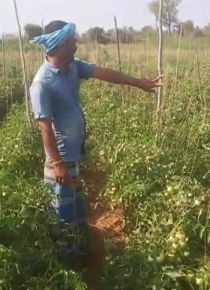 Tomato High Yield High Rate Kannada FB Video 25022023