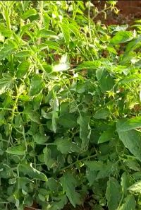 Tomato High Yield Kannada FB Video 15022023