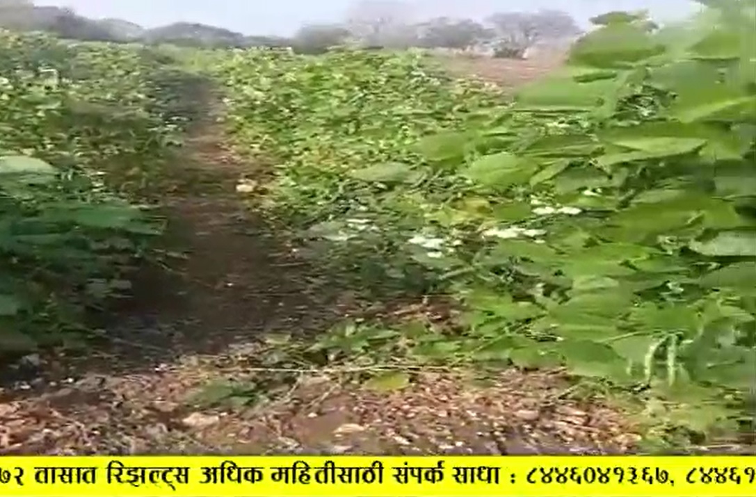 Cluster Beans cured well FB Video 12 1 22