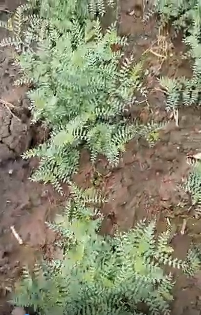 Green Gram FB Video 1 1 22