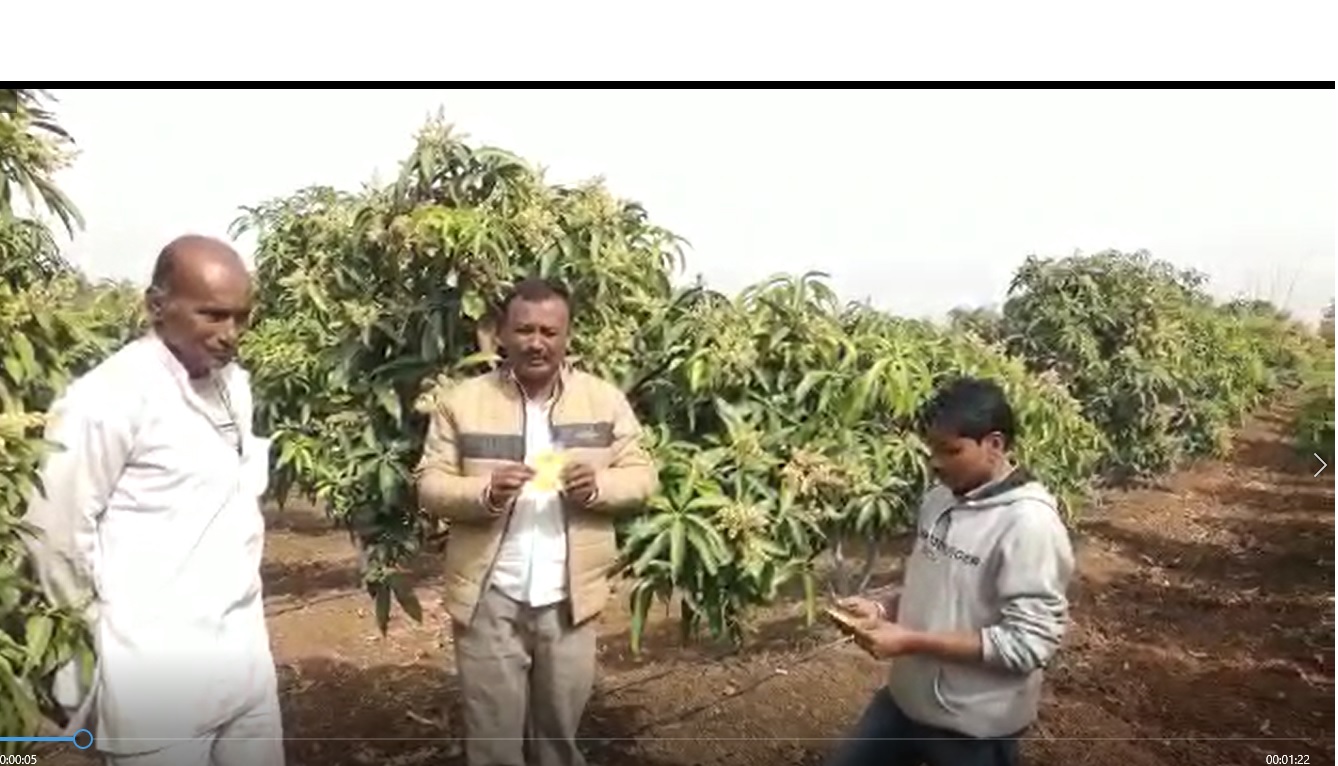 Mangoes Very healthy FB Video  24 1 22