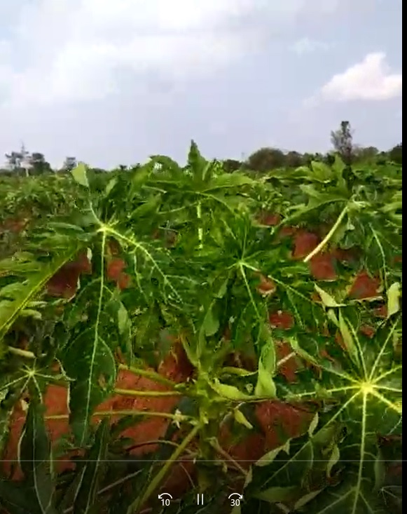 Pappaya Virus cured FB Video 17 1 22