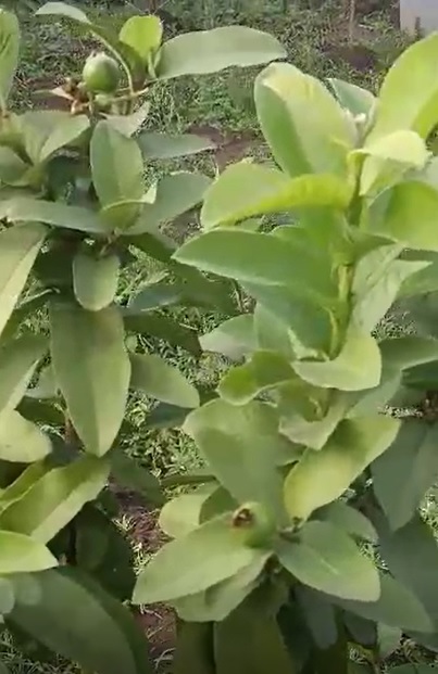 Very Healthy Guava FB Video 1 1 22