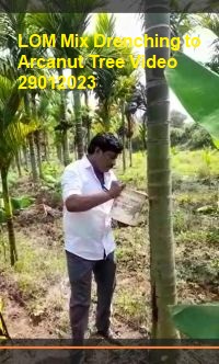 LOM Mix Drenching to Arcanut Tree Video 29012023