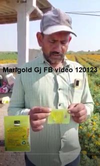 Marigold Gj FB video 120123