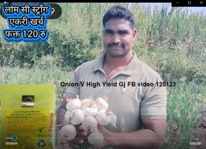 Onion V High Yield Gj FB video 120123