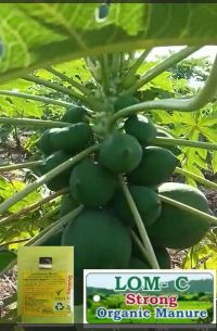 Pappaya Very Healthy FB 16012023