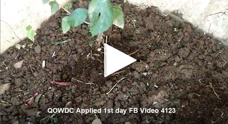 QOWDC Applied 1st day FB Video 4123