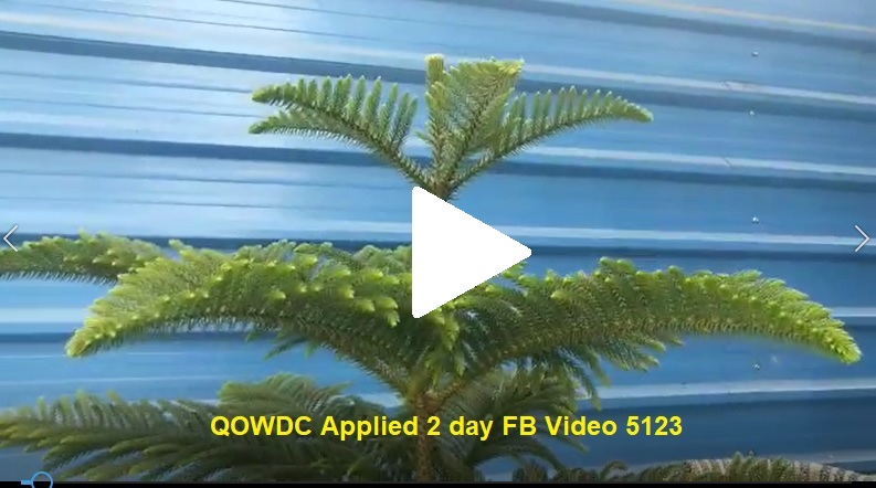 QOWDC Applied 2 day FB Video 5123