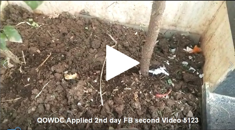 QOWDC Applied 2nd day FB2 Video 5123