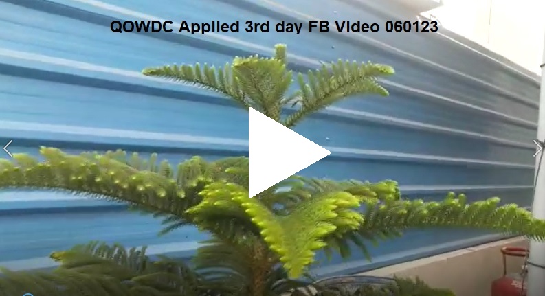 QOWDC Applied 3rd day FB Video 060123